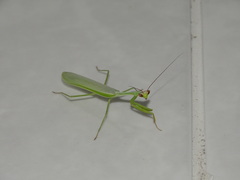 Mantodea