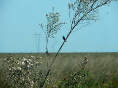 Sporophila hypoxantha