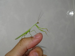 Mantodea