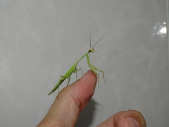 Mantodea