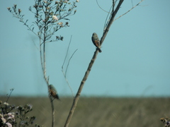 Sporophila hypoxantha
