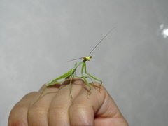 Mantodea