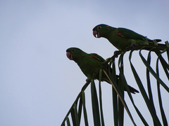 Psittacara leucophthalmus