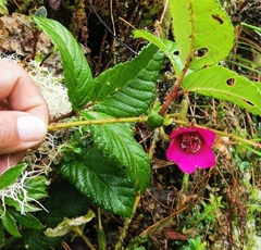 Rubus coriaceus