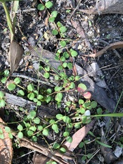 Gonocarpus micranthus micranthus