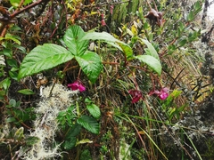 Rubus coriaceus
