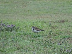 Charadrius vociferus