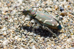 Cicindela depressula