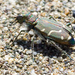 Eureka Tiger Beetle - Photo (c) Ken-ichi Ueda, some rights reserved (CC BY)