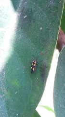 Oncopeltus cingulifer