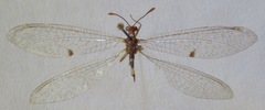 Megistopus flavicornis