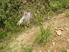 Cortaderia nitida