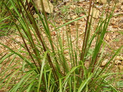 Cortaderia nitida