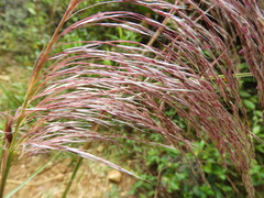 Cortaderia nitida