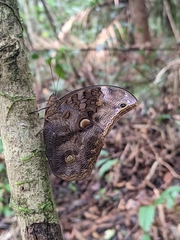 Catoblepia xanthus