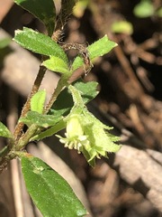 Xanthosia tridentata