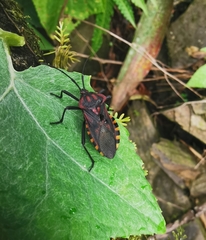 Piezogaster rubropictus
