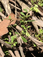 Xanthosia tridentata