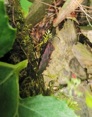 Piezogaster rubropictus