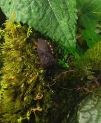 Piezogaster rubropictus