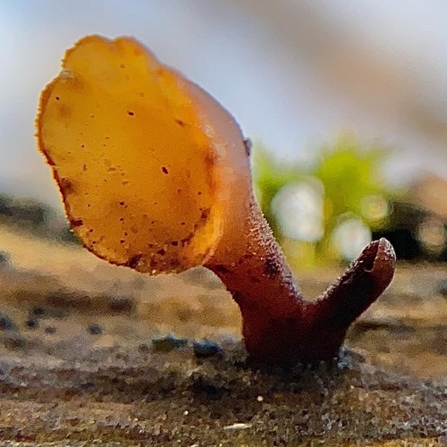 Dacryopinax elegans