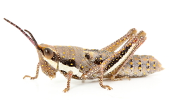 Monistria pustulifera