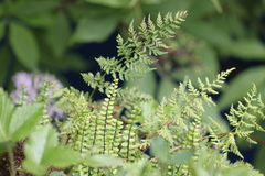 Woodsiaceae