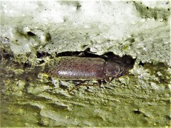 Sparedrus aspersus
