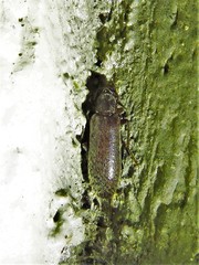 Sparedrus aspersus