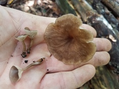 Pseudoarmillariella ectypoides