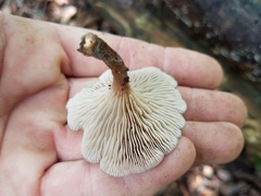 Pseudoarmillariella ectypoides