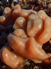 Cystodytes lobatus