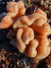 Cystodytes lobatus