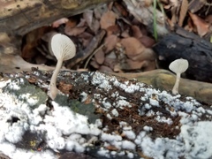 Pseudoarmillariella ectypoides