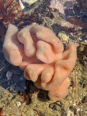Cystodytes lobatus