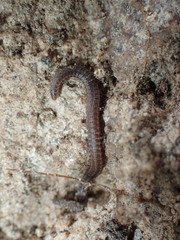 Tynommatidae