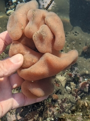 Cystodytes lobatus
