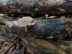 Pseudoarmillariella ectypoides