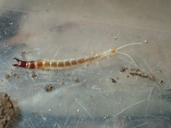 Evalljapyx propinquus