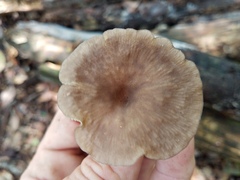 Pseudoarmillariella ectypoides