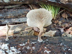 Pseudoarmillariella ectypoides