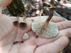 Pseudoarmillariella ectypoides