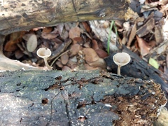 Pseudoarmillariella ectypoides