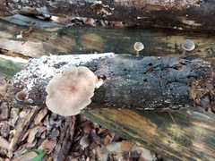 Pseudoarmillariella ectypoides