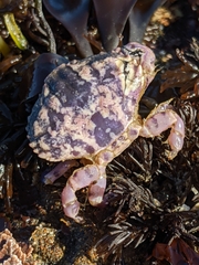 Cycloxanthops novemdentatus