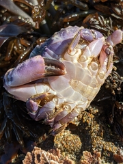 Cycloxanthops novemdentatus