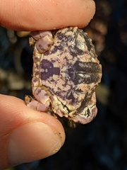 Cycloxanthops novemdentatus