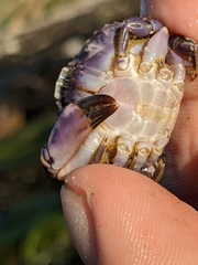 Cycloxanthops novemdentatus