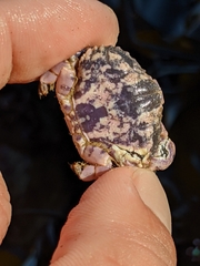 Cycloxanthops novemdentatus