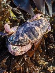 Cycloxanthops novemdentatus